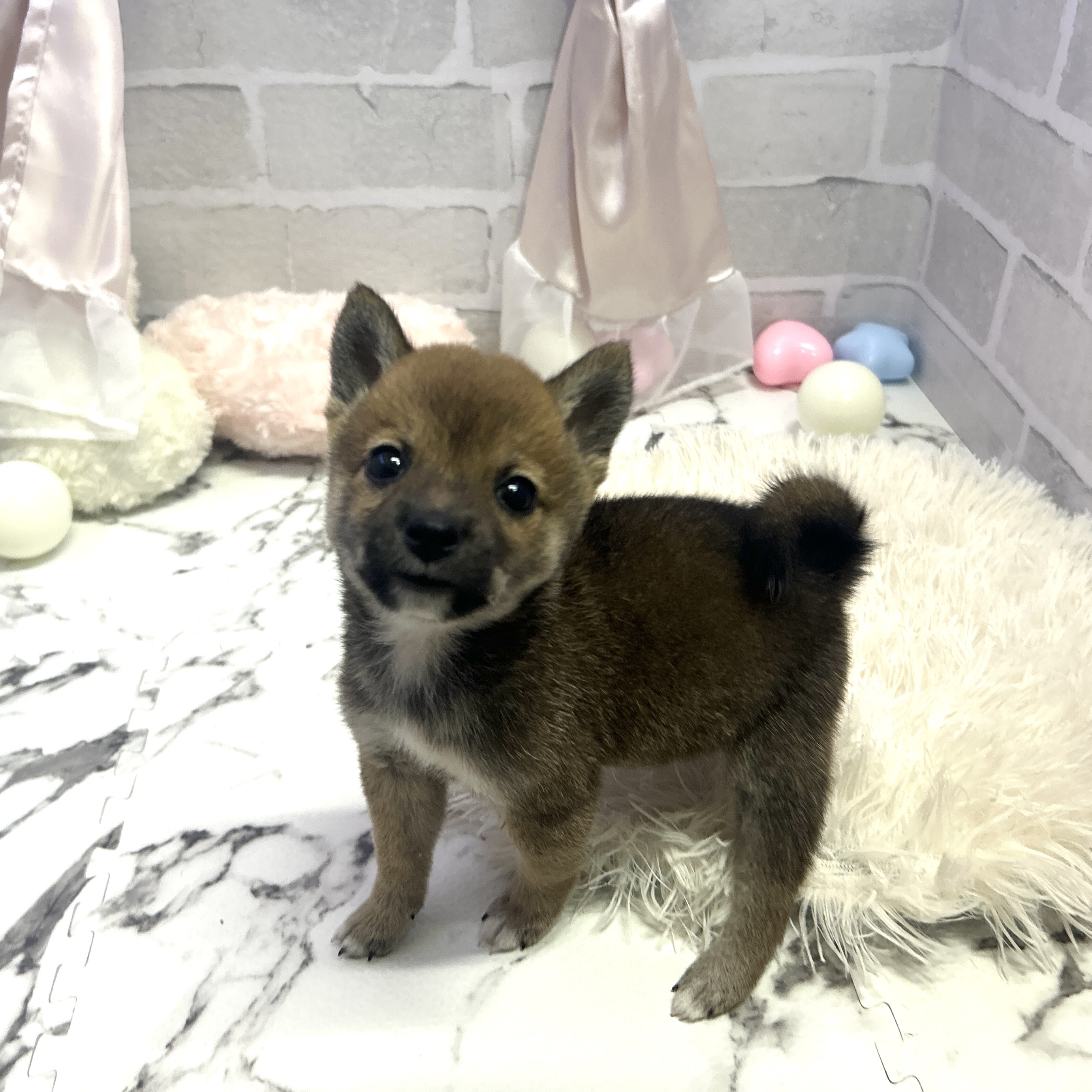 愛知県の豆柴 (犬の家＆猫の里岡崎店/2025年6月30日生まれ/女の子/赤)の子犬の1枚目の画像