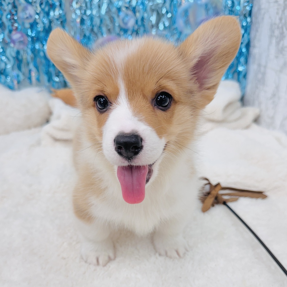 愛知県のウェルシュコーギーペンブローク (犬の家＆猫の里エアポートウォーク店/2025年7月1日生まれ/男の子/レッドホワイト)の子犬の1枚目の画像