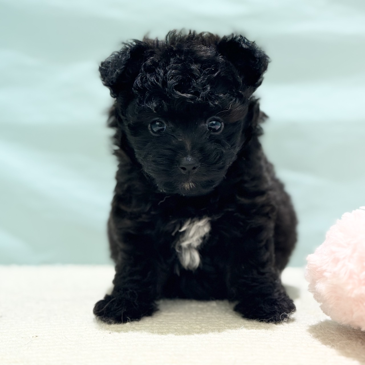 愛知県のポメプー(ポメラニアン×プードル) (犬の家＆猫の里春日井本店/2025年7月4日生まれ/女の子/ブラック)の子犬の1枚目の画像