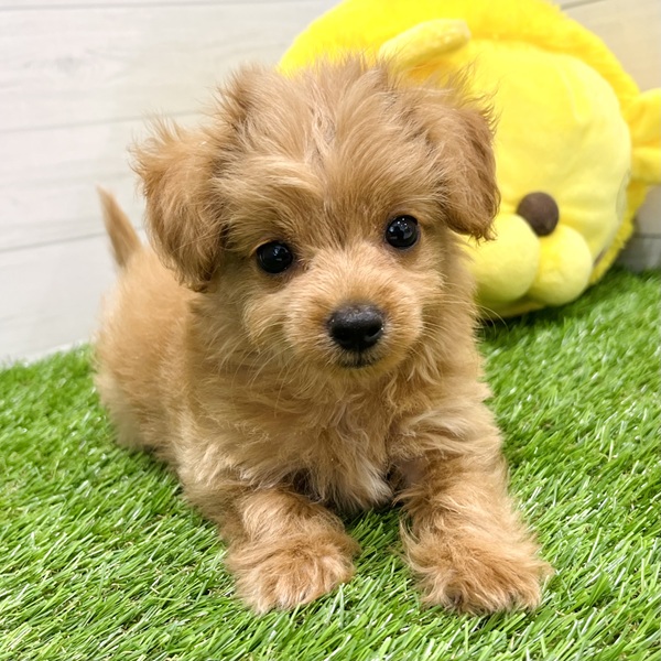 愛知県のチワプー/プーチー(チワワ×プードル) (犬の家＆猫の里豊田店/2025年7月5日生まれ/男の子/アプリコット)の子犬の1枚目の画像