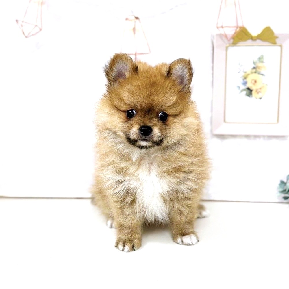 2025年7月4日生まれのポメチワ/チワポメ/ポメチー(ポメラニアン×チワワ)の6枚目の写真