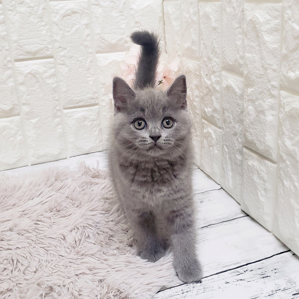 岡山県のブリティッシュショートヘアー (犬の家&猫の里岡山店/2025年7月13日生まれ/女の子/ブルー)の子猫