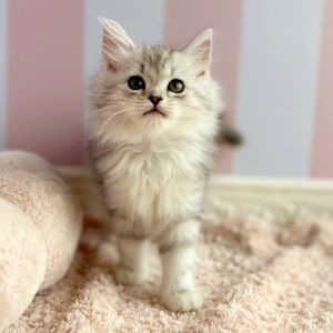 岡山県のラガマフィン (犬の家&猫の里倉敷中庄店/2025年7月12日生まれ/女の子/シルバータビーホワイト)の子猫