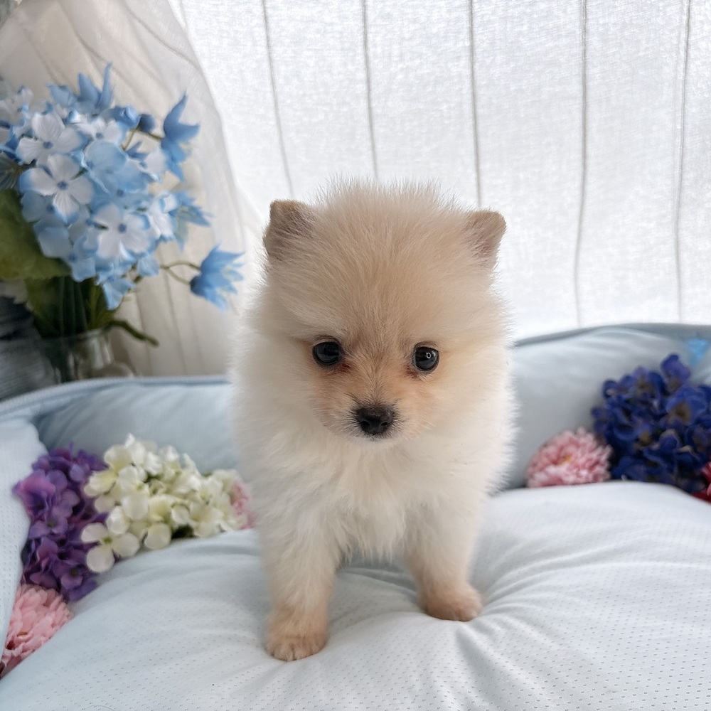長野県のポメラニアン (犬の家&猫の里塩尻店/2025年7月14日生まれ/男の子/クリーム)の子犬