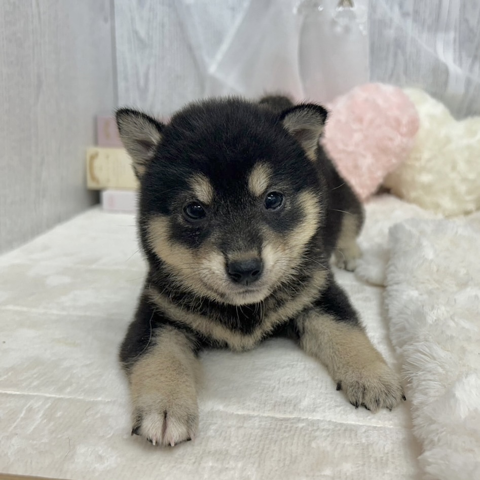 神奈川県の柴犬(標準サイズ) (犬の家＆猫の里相模原店/2025年7月15日生まれ/男の子/黒)の子犬の1枚目の画像