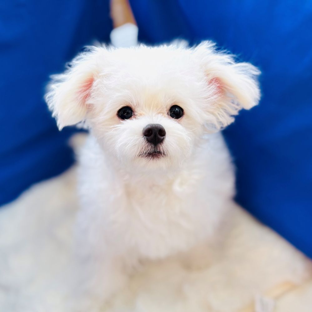 愛知県のチワマル/マルチワ(チワワ×マルチーズ) (犬の家＆猫の里愛知刈谷店/2025年7月14日生まれ/男の子/クリーム)の子犬の1枚目の画像