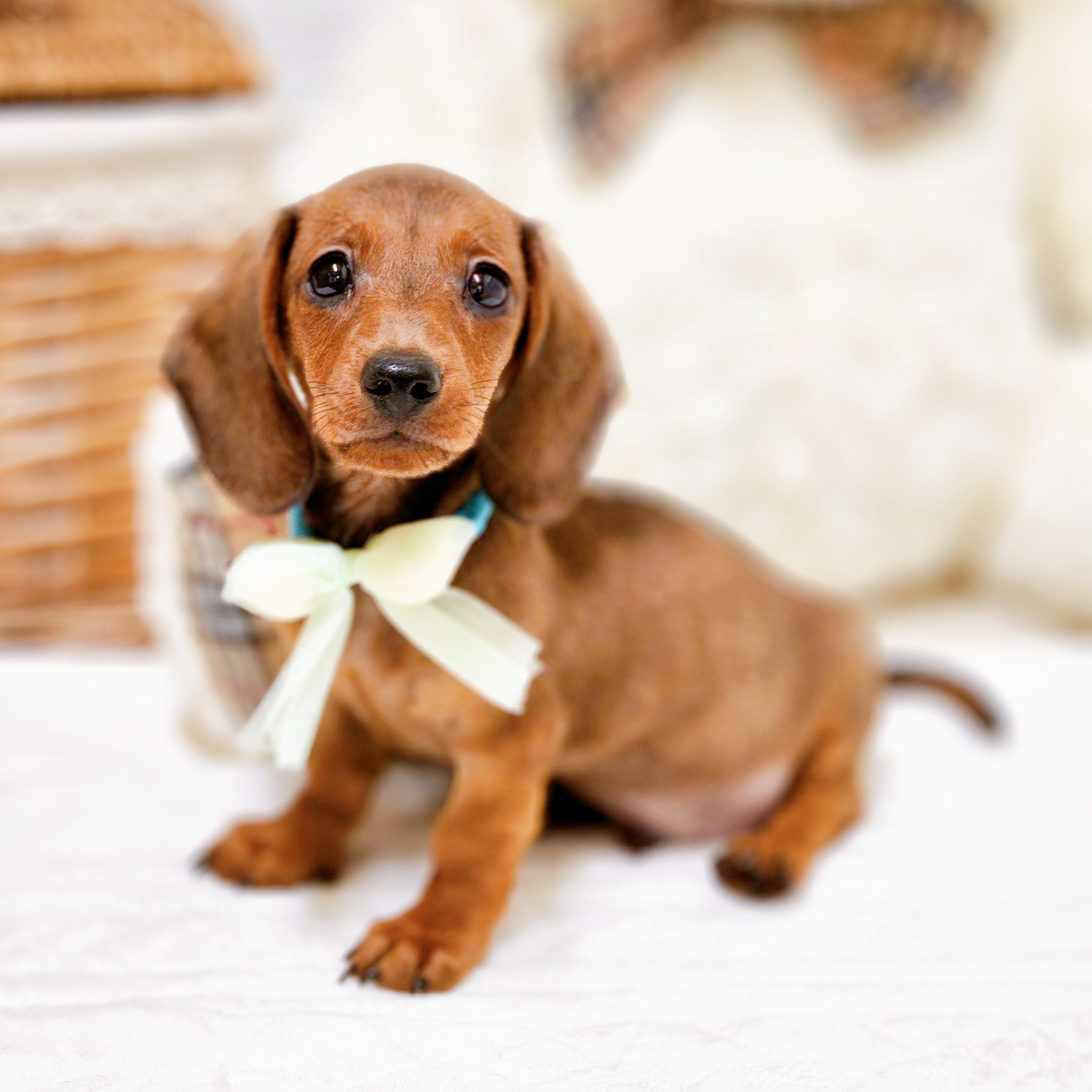 2025年7月17日生まれのミニチュアダックスフンド(スムース)の6枚目の写真