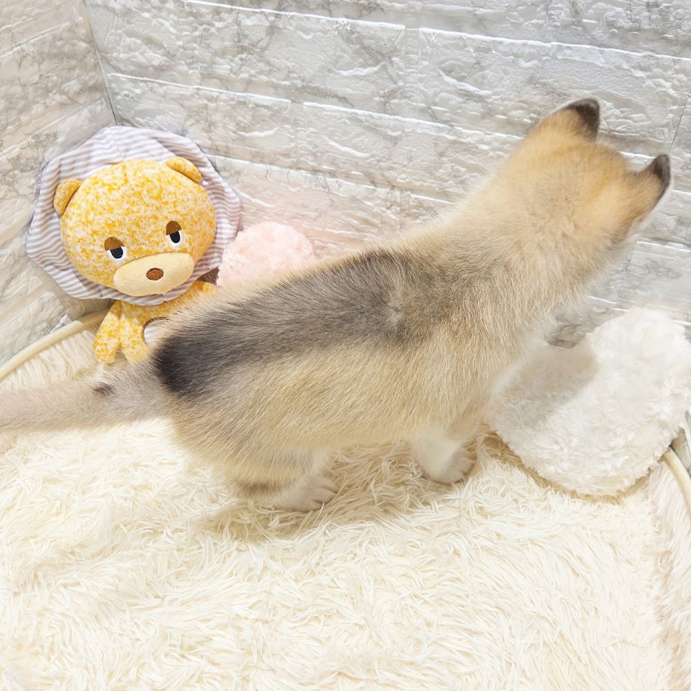 2025年7月19日生まれのシベリアンハスキーの6枚目の写真