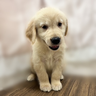 兵庫県のゴールデンレトリバー (犬の家＆猫の里カナート西神戸店/2025年7月20日生まれ/女の子/ゴールデン)の子犬の1枚目の画像