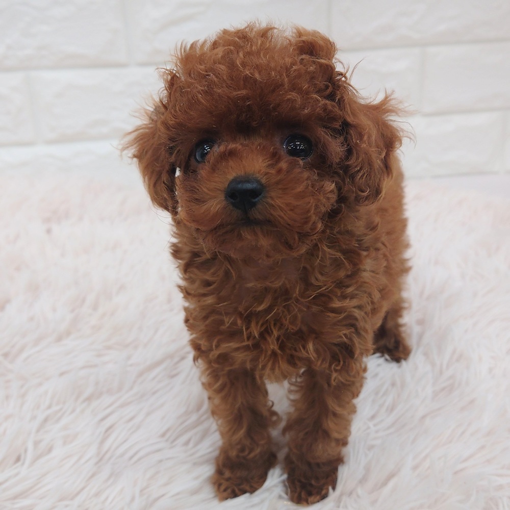 愛知県のトイプードル(タイニー) (犬の家&猫の里MEGAドン・キホーテ東海名和店/2025年7月18日生まれ/女の子/レッドフォーン)の子犬の1枚目の画像