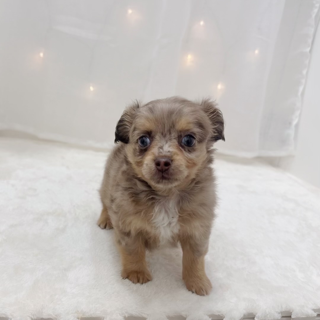 千葉県のチワックス(チワワ×ダックス) (犬の家＆猫の里BIGHOPガーデンモール印西店/2025年7月22日生まれ/女の子/チョコレートダップル)の子犬の1枚目の画像