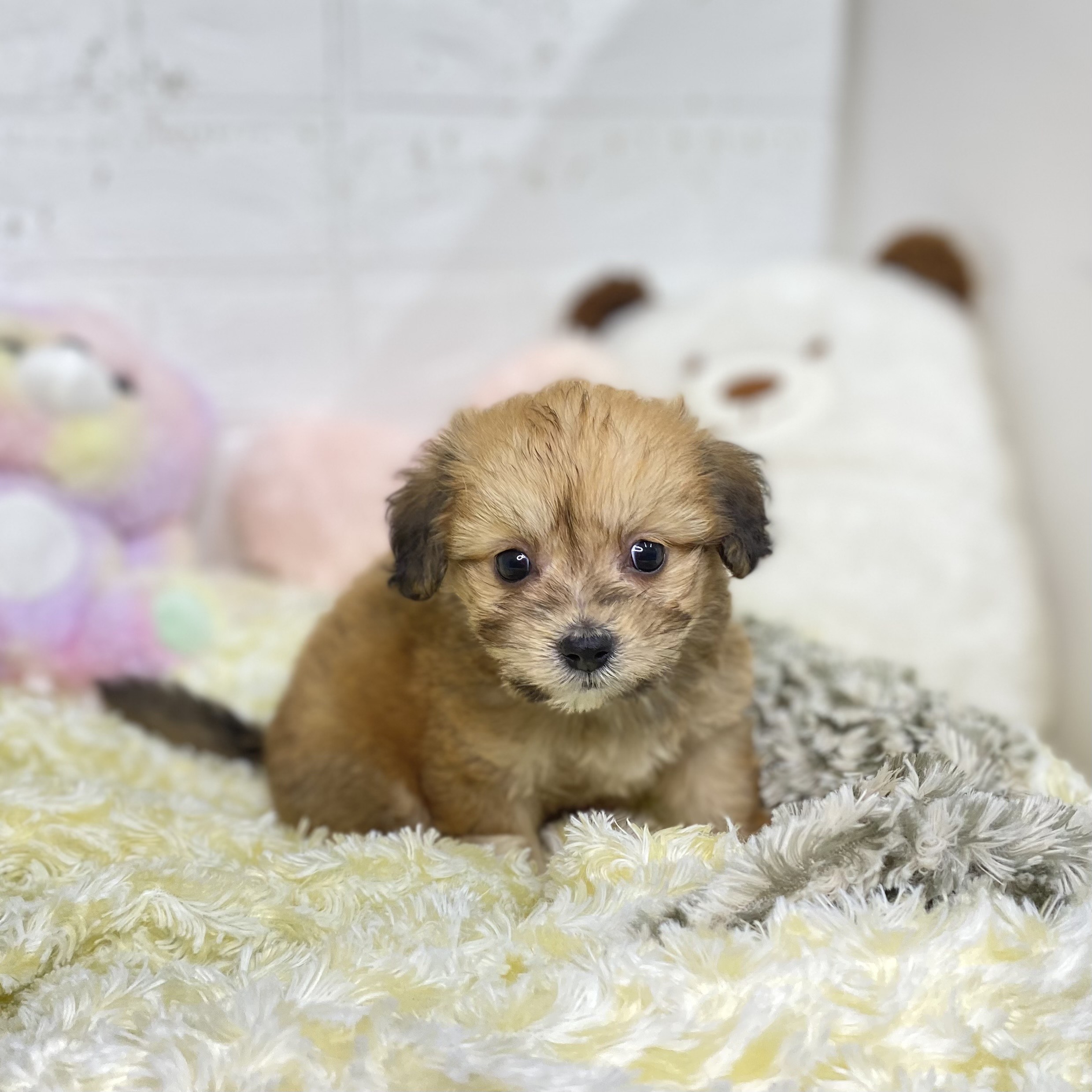 長野県のマルックス(マルチーズ×ダックス) (犬の家＆猫の里長野店/2025年7月22日生まれ/女の子/アプリコット)の子犬の1枚目の画像