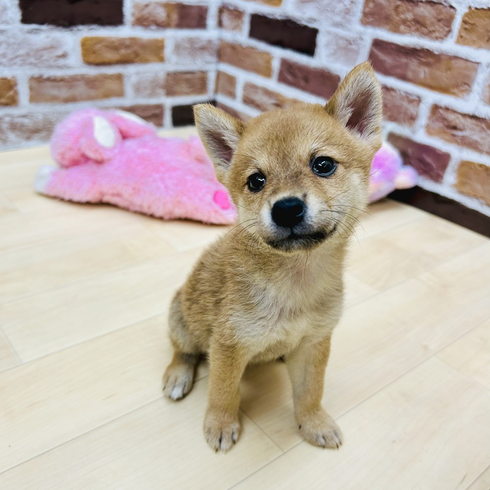 愛知県の柴犬(標準サイズ) (犬の家＆猫の里七宝店/2025年7月22日生まれ/女の子/赤)の子犬の1枚目の画像