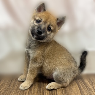 兵庫県の豆柴 (犬の家＆猫の里カナート西神戸店/2025年7月23日生まれ/男の子/赤)の子犬の1枚目の画像