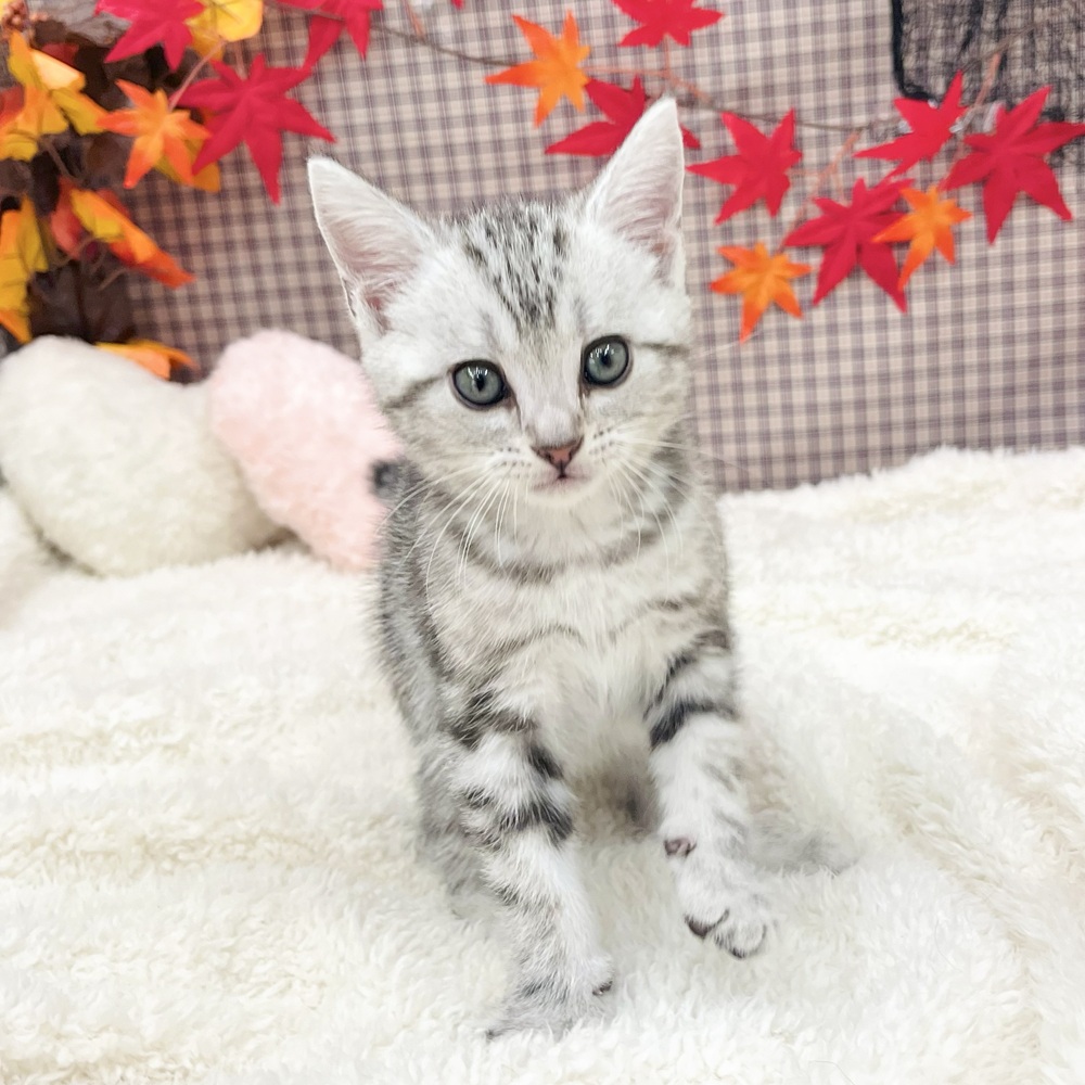 愛知県のアメリカンショートヘアー (犬の家＆猫の里エアポートウォーク店/2025年7月23日生まれ/女の子/シルバータビー)の子猫の1枚目の画像