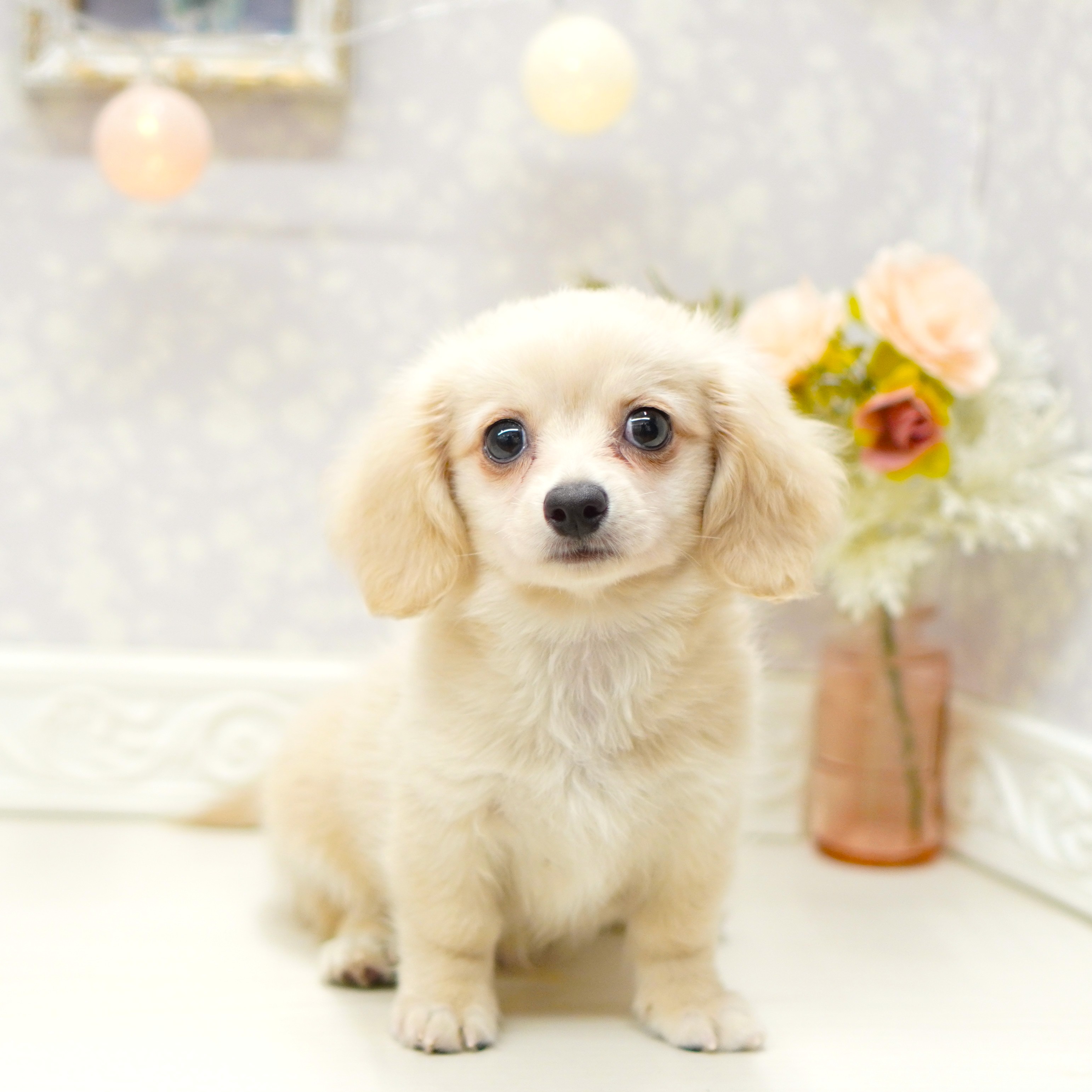 富山県のチワックス(チワワ×ダックス) (犬の家＆猫の里アミーゴ山室店/2025年7月24日生まれ/男の子/クリーム)の子犬の1枚目の画像