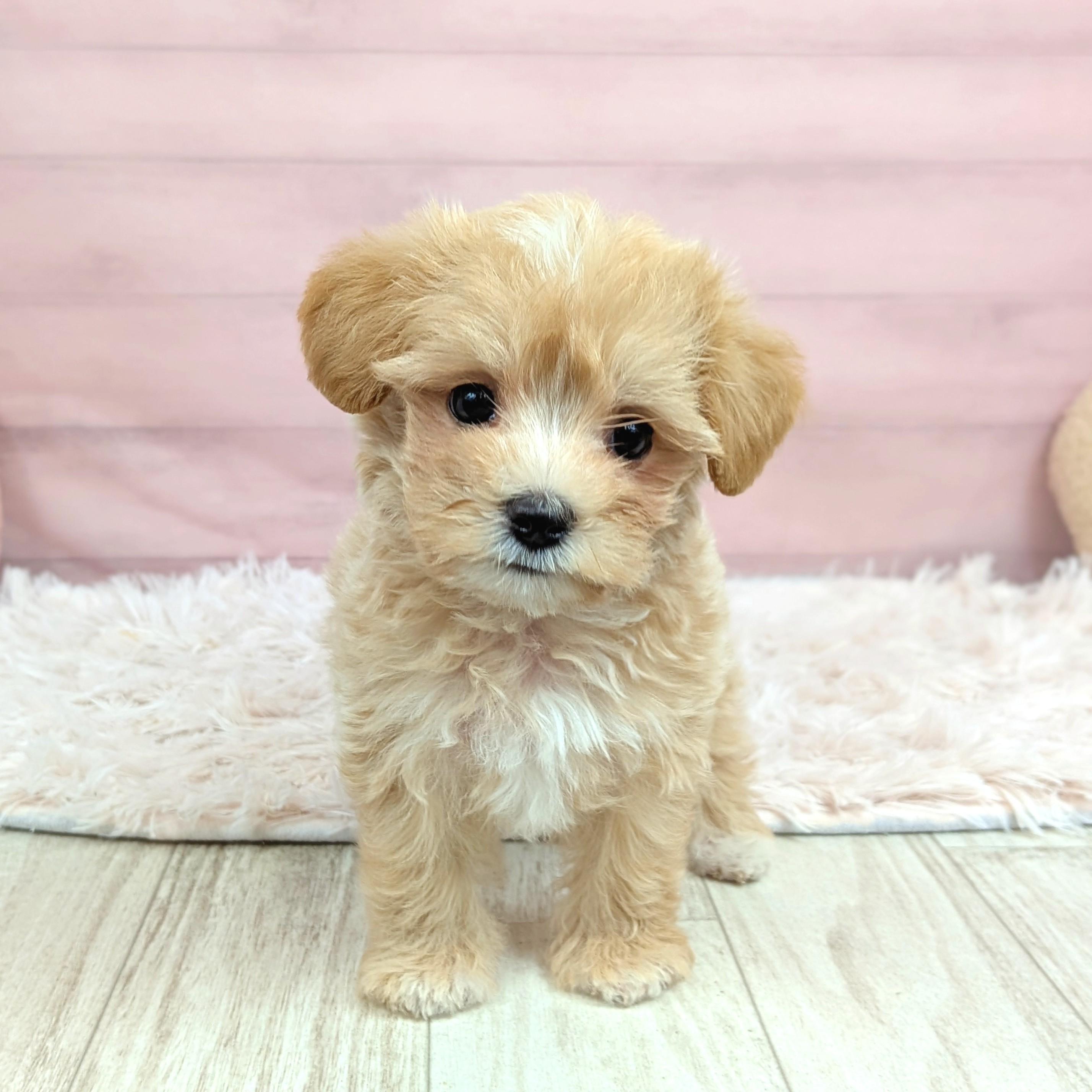 兵庫県のマルプー(マルチーズ×プードル) (犬の家＆猫の里川西店/2025年7月27日生まれ/女の子/クリーム)の子犬の1枚目の画像