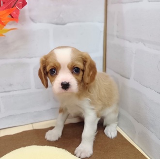 静岡県のキャバリアキングチャールズスパニエル (犬の家＆猫の里プレ葉ウォーク浜北店/2025年7月29日生まれ/女の子/ブレンハイム)の子犬の1枚目の画像
