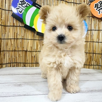 神奈川県のポメプー(ポメラニアン×プードル) (犬の家＆猫の里小田原店/2025年7月28日生まれ/男の子/アプリコット)の子犬の1枚目の画像