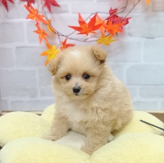 静岡県のポメプー(ポメラニアン×プードル) (犬の家＆猫の里プレ葉ウォーク浜北店/2025年7月26日生まれ/女の子/クリームホワイト)の子犬の1枚目の画像