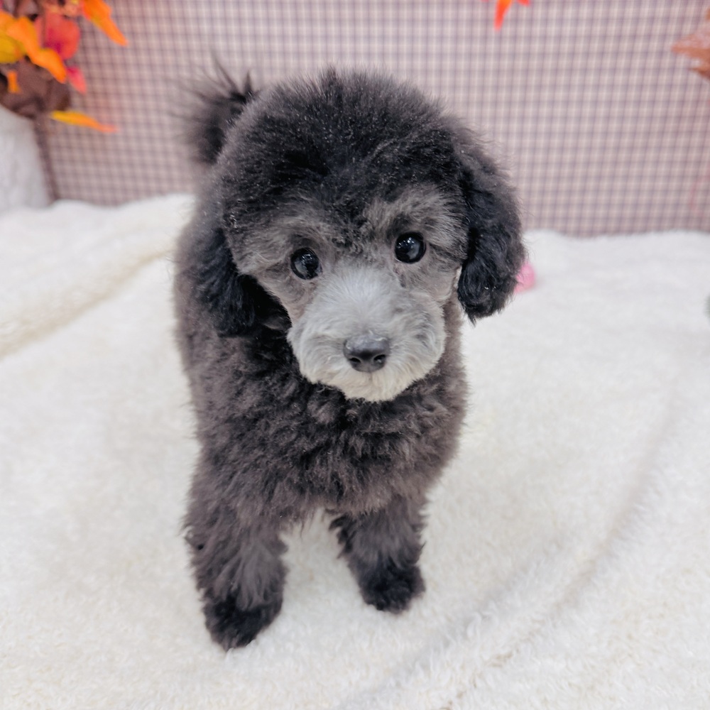 愛知県のトイプードル(タイニー) (犬の家＆猫の里エアポートウォーク店/2025年7月25日生まれ/男の子/グレー)の子犬の1枚目の画像