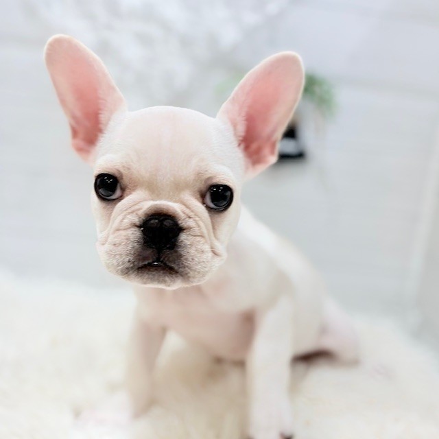 愛知県のフレンチブルドッグ (犬の家＆猫の里豊田店/2025年7月30日生まれ/男の子/クリーム)の子犬の1枚目の画像