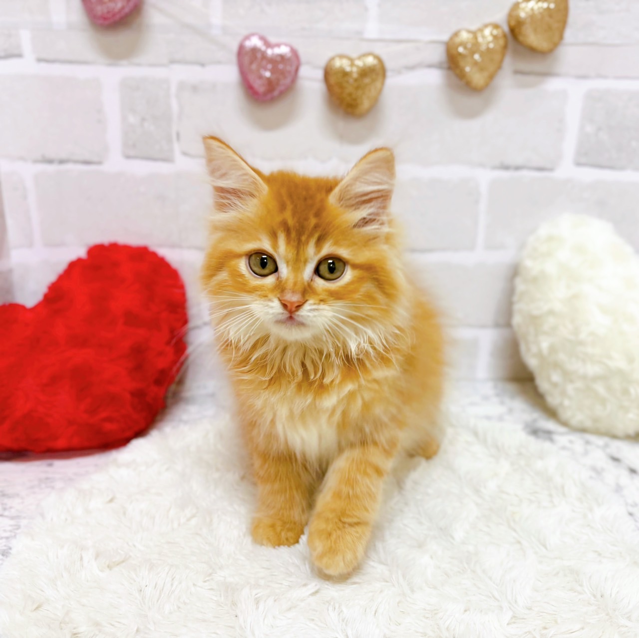 京都府のサイベリアン (犬の家＆猫の里京都精華店/2025年7月31日生まれ/男の子/レッドタビー)の子猫