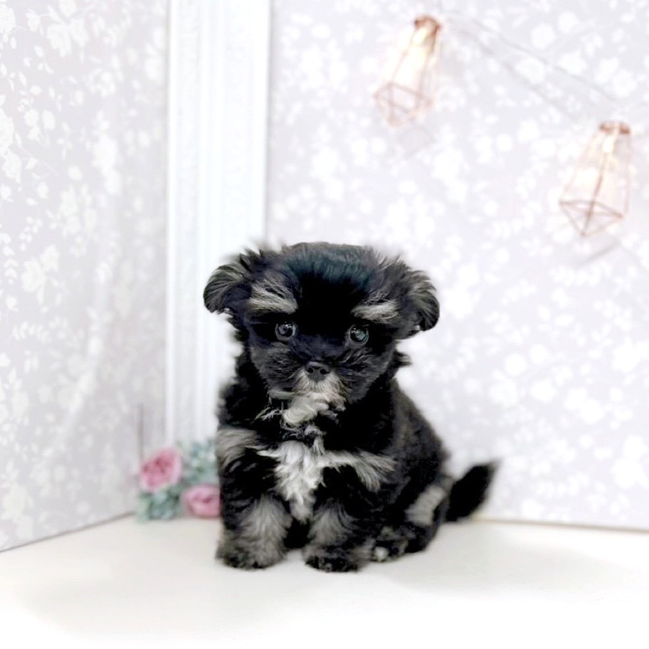 富山県のチワマル/マルチワ(チワワ×マルチーズ) (犬の家＆猫の里アミーゴ高岡蓮花寺店/2025年8月1日生まれ/男の子/ブラッククリーム)の子犬の1枚目の画像