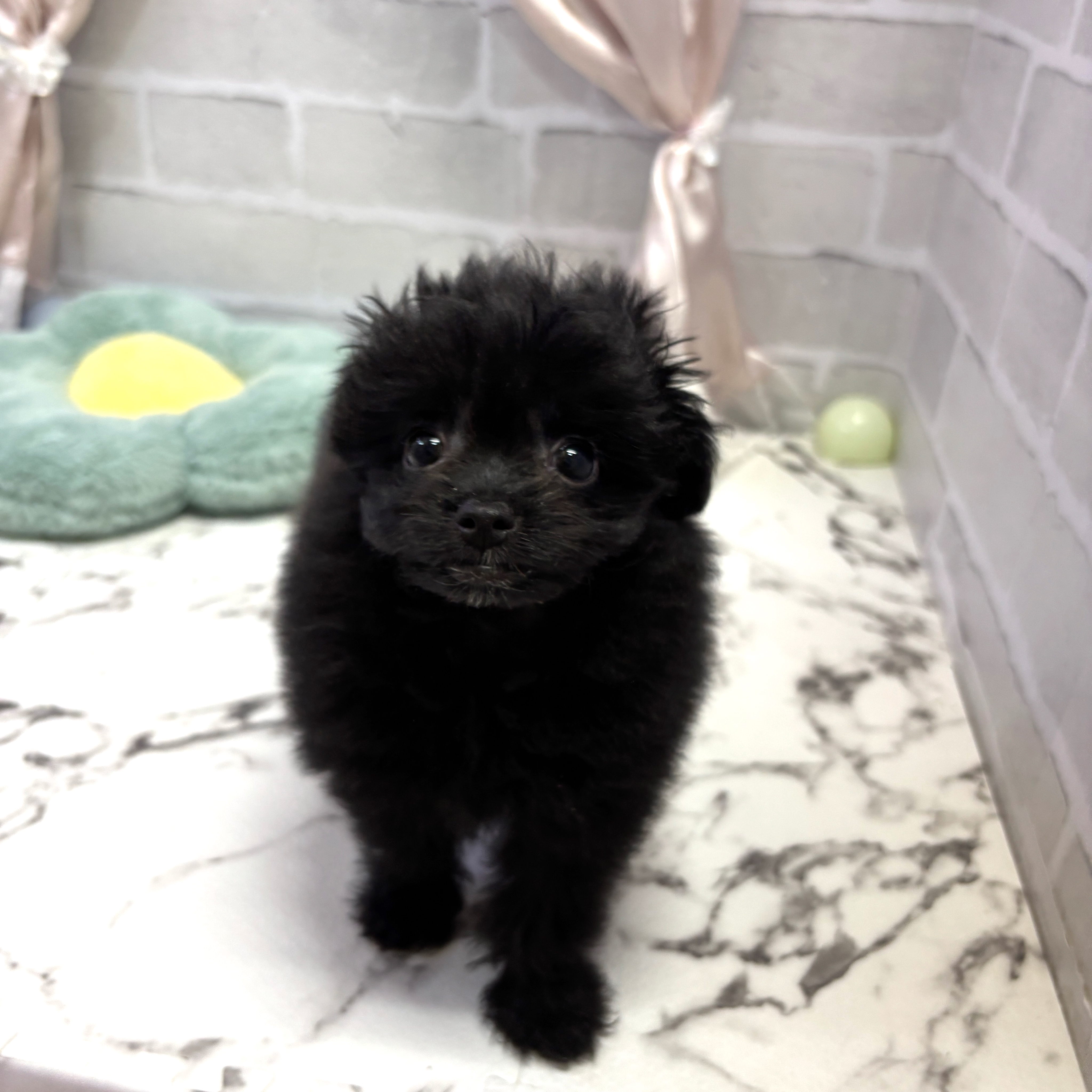 愛知県のポメプー(ポメラニアン×プードル) (犬の家＆猫の里岡崎店/2025年8月2日生まれ/女の子/ブラック)の子犬の1枚目の画像