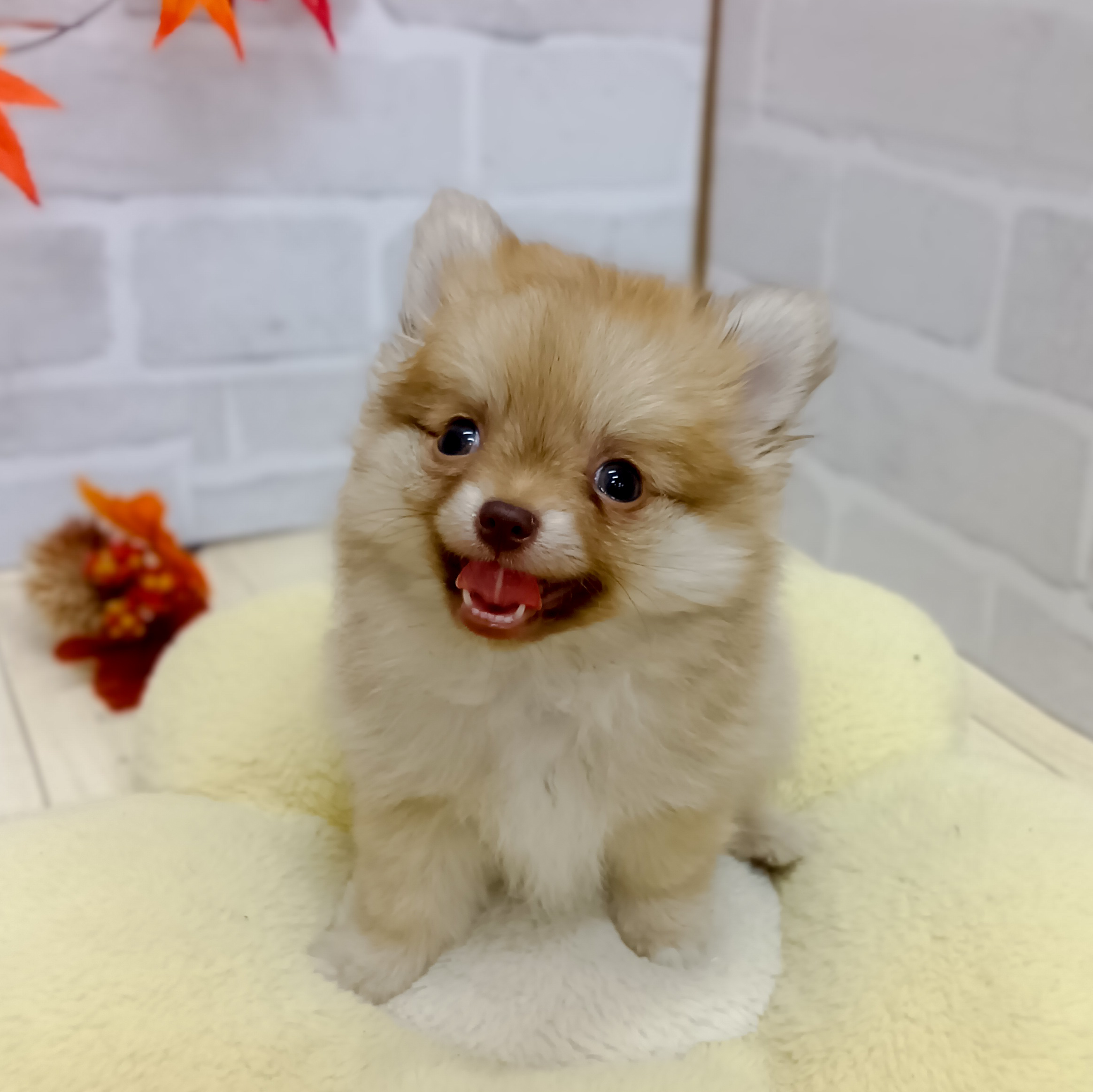 静岡県のポメチワ/チワポメ/ポメチー(ポメラニアン×チワワ) (犬の家＆猫の里プレ葉ウォーク浜北店/2025年7月31日生まれ/女の子/チョコレートフォーン)の子犬の1枚目の画像