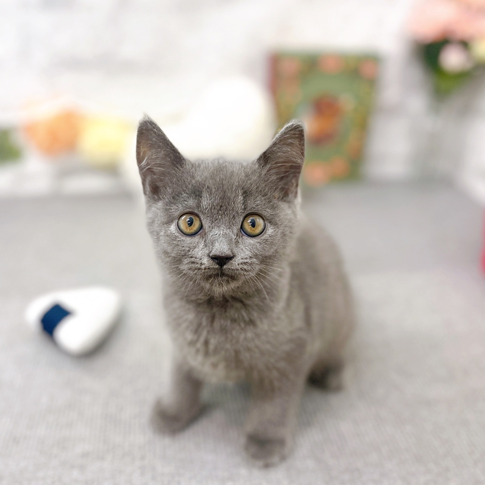 京都府のセルカークレックス (犬の家＆猫の里京都樟葉店/2025年7月25日生まれ/男の子/ブルー)の子猫の1枚目の画像