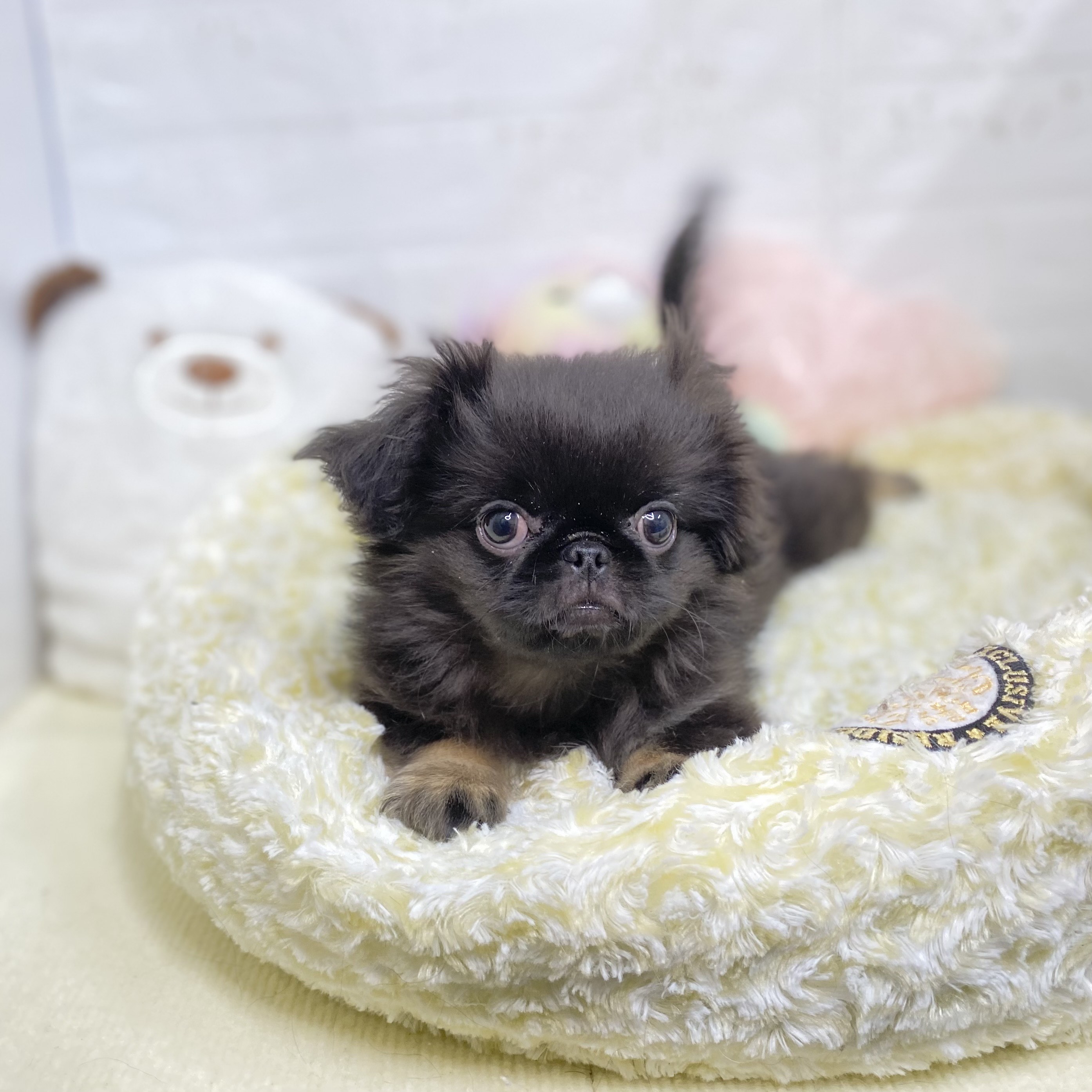 長野県のペキニーズ (犬の家&猫の里長野店/2025年8月4日生まれ/男の子/ブラックタン)の子犬の1枚目の画像