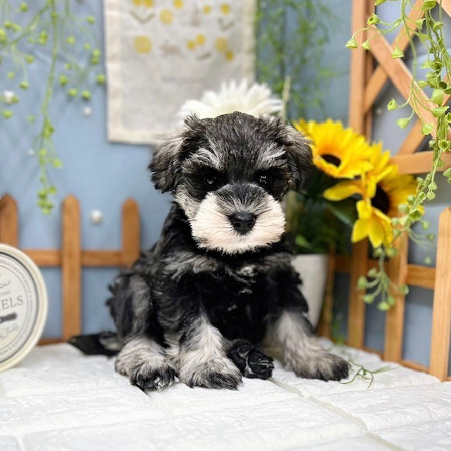 千葉県のミニチュアシュナウザー (犬の家＆猫の里ワンズモール稲毛店/2025年8月3日生まれ/男の子/ソルトペッパー)の子犬