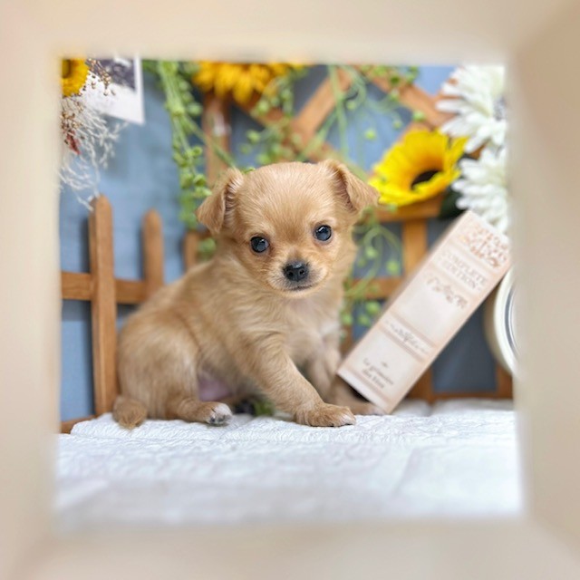 平成レトロ　ヴィンテージ　犬　いぬ　チワワ 平成レトロ ヴィンテージ ぬいぐるみ 犬 ベートーヴェン 平成