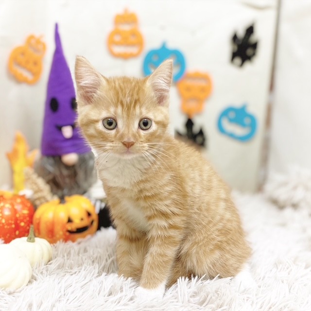 静岡県のマンチカン (犬の家＆猫の里藤枝店/2025年8月2日生まれ/男の子/レッドタビーホワイト)の子猫の1枚目の画像