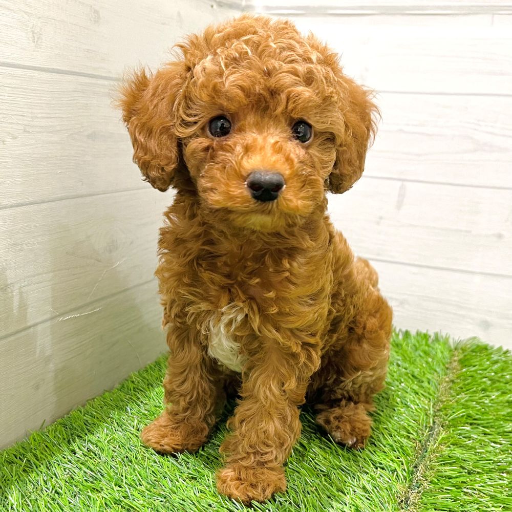 愛知県のトイプードル(トイ) (犬の家＆猫の里豊田店/2025年8月4日生まれ/男の子/アプリコット)の子犬の1枚目の画像
