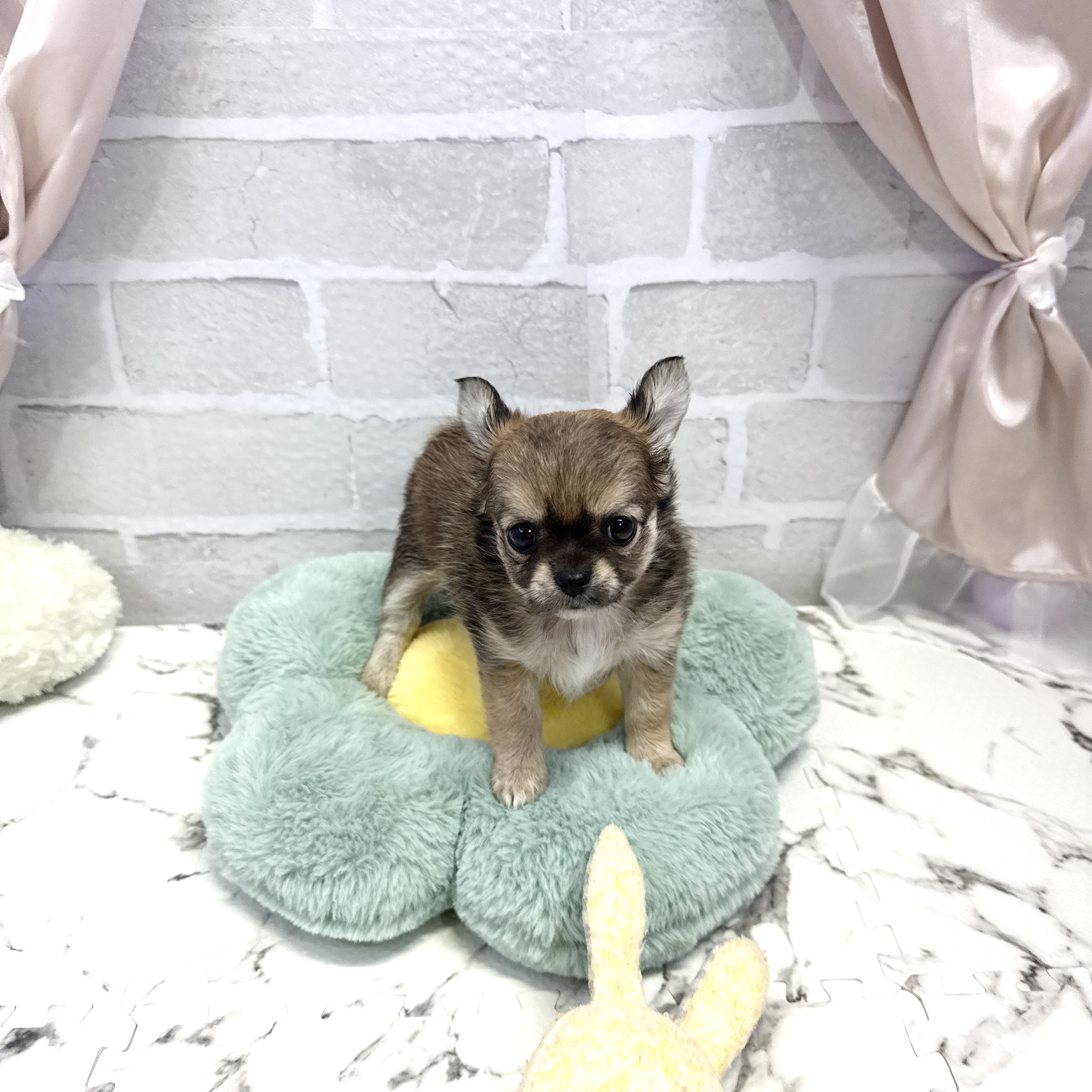 愛知県のチワワ(ロング) (犬の家＆猫の里岡崎店/2025年8月3日生まれ/女の子/レッドホワイト)の子犬の1枚目の画像