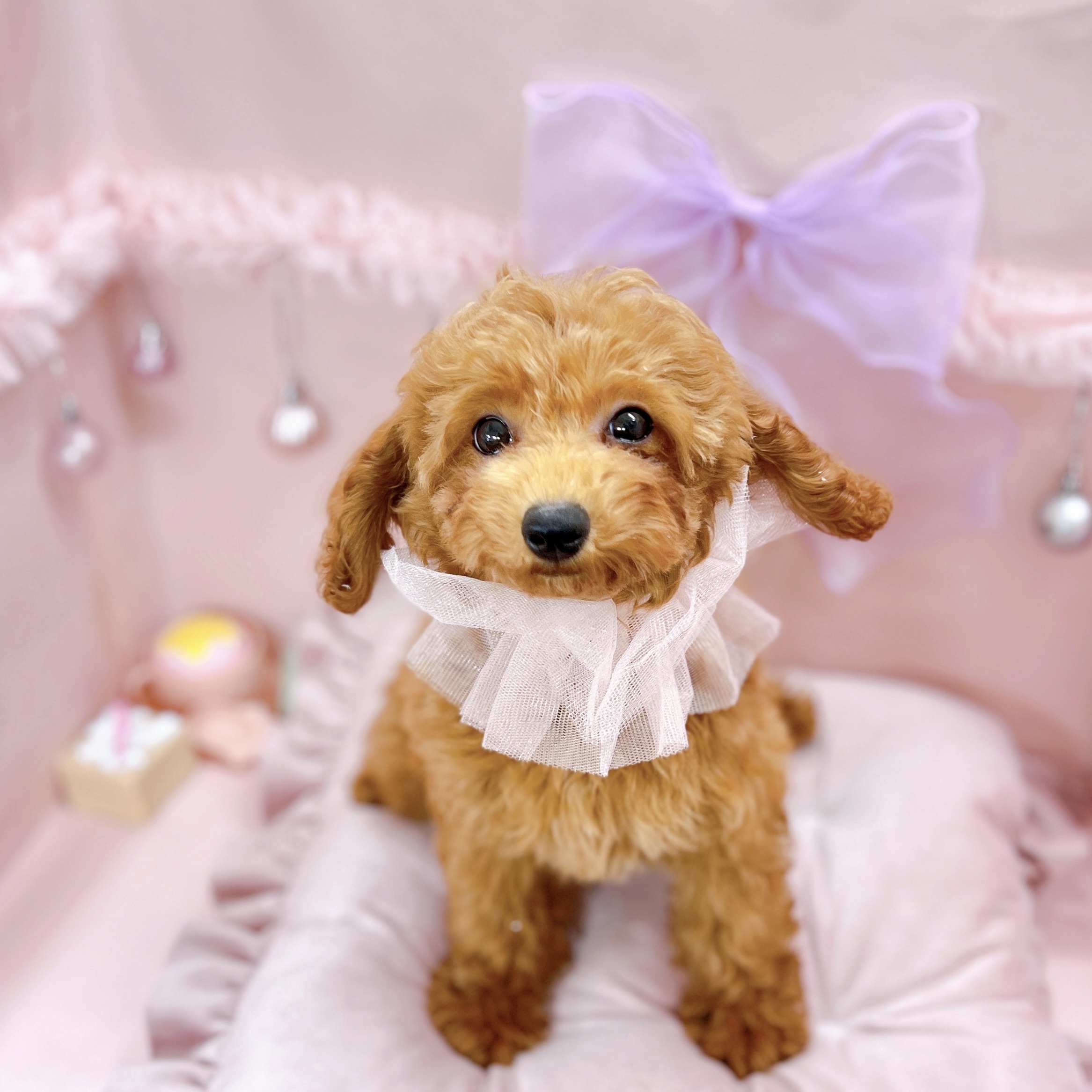 福井県のトイプードル(トイ) (犬の家＆猫の里アミーゴ福井大和田店/2025年8月4日生まれ/女の子/レッド)の子犬の1枚目の画像