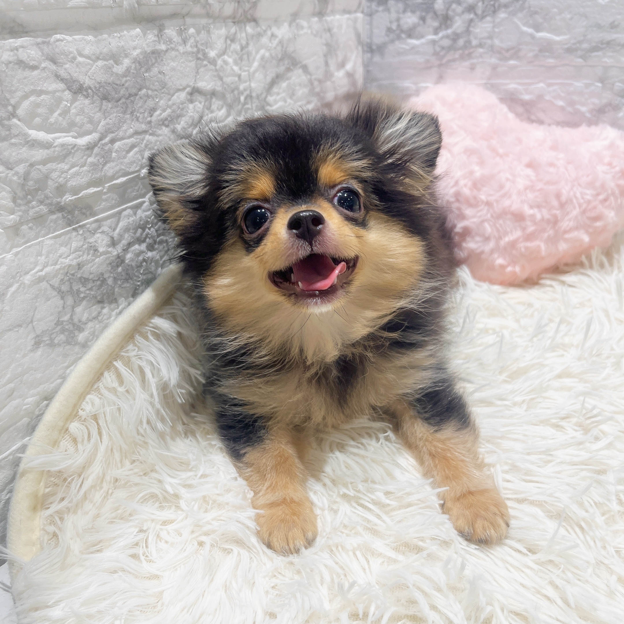 2025年7月16日生まれのポメチワ/チワポメ/ポメチー(ポメラニアン×チワワ)の6枚目の写真