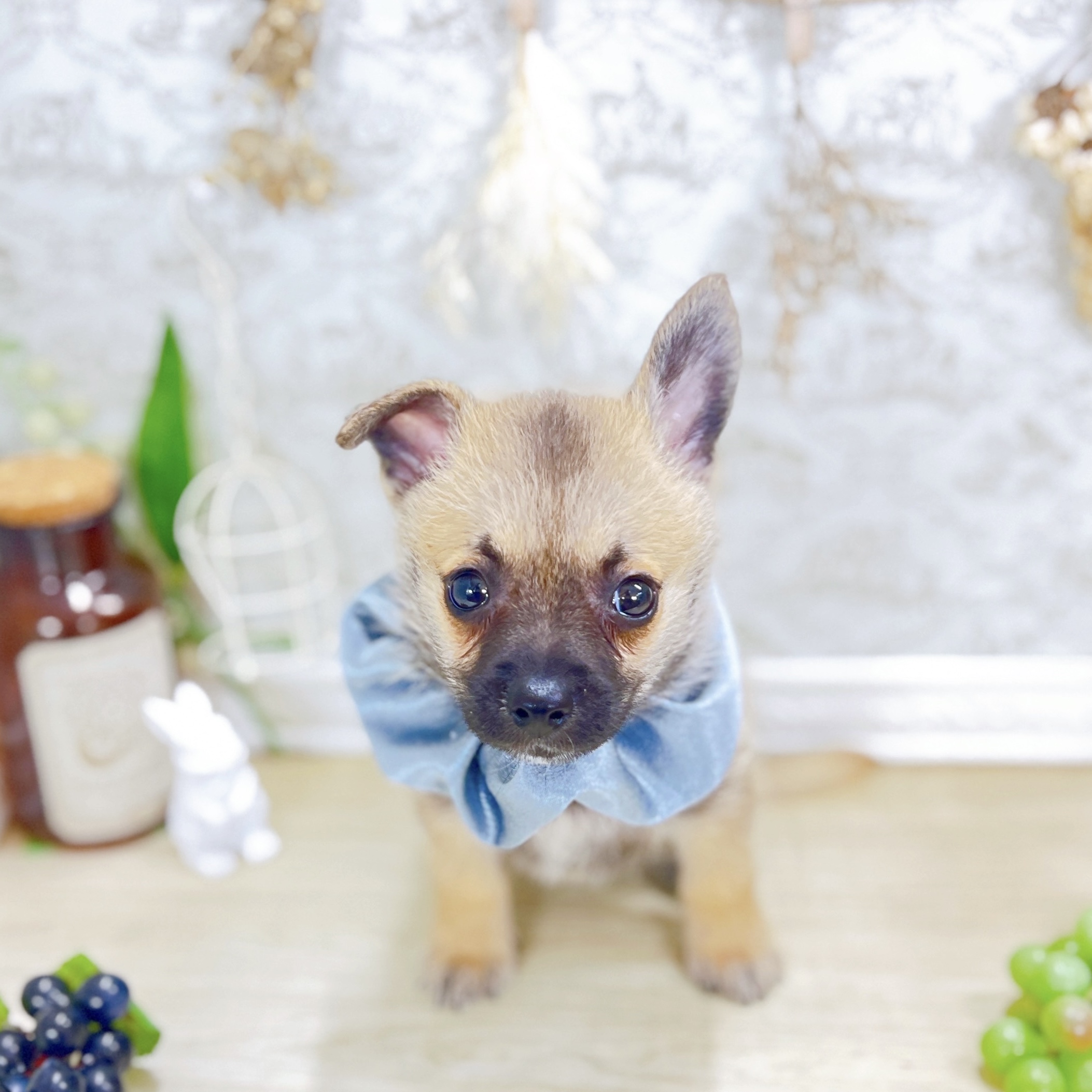 福井県のハーフ犬・ミックス犬 (犬の家＆猫の里アミーゴ福井大和田店/2025年8月8日生まれ/男の子/フォーン)の子犬の1枚目の画像