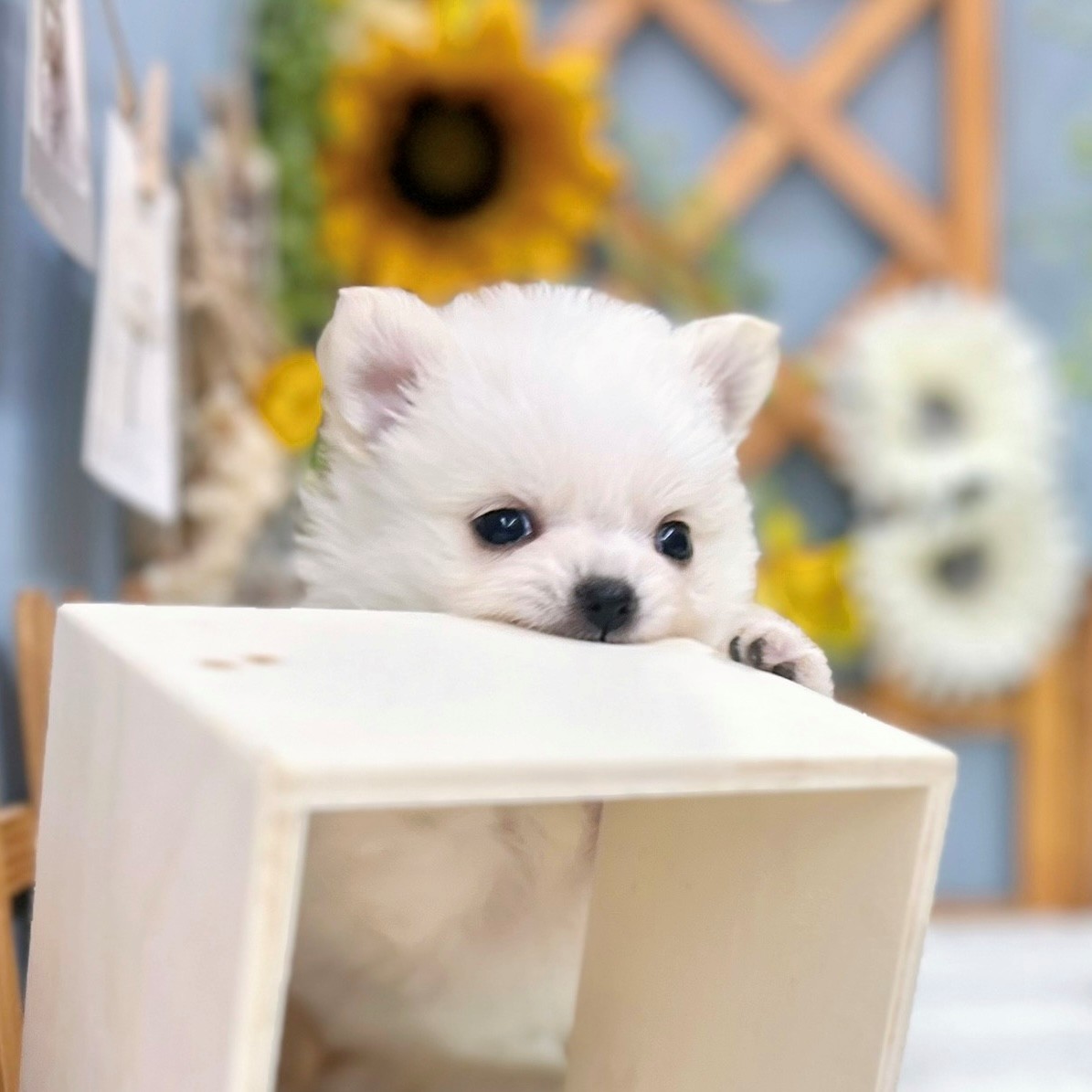 2025年8月12日生まれのポメチワ/チワポメ/ポメチー(ポメラニアン×チワワ)の6枚目の写真