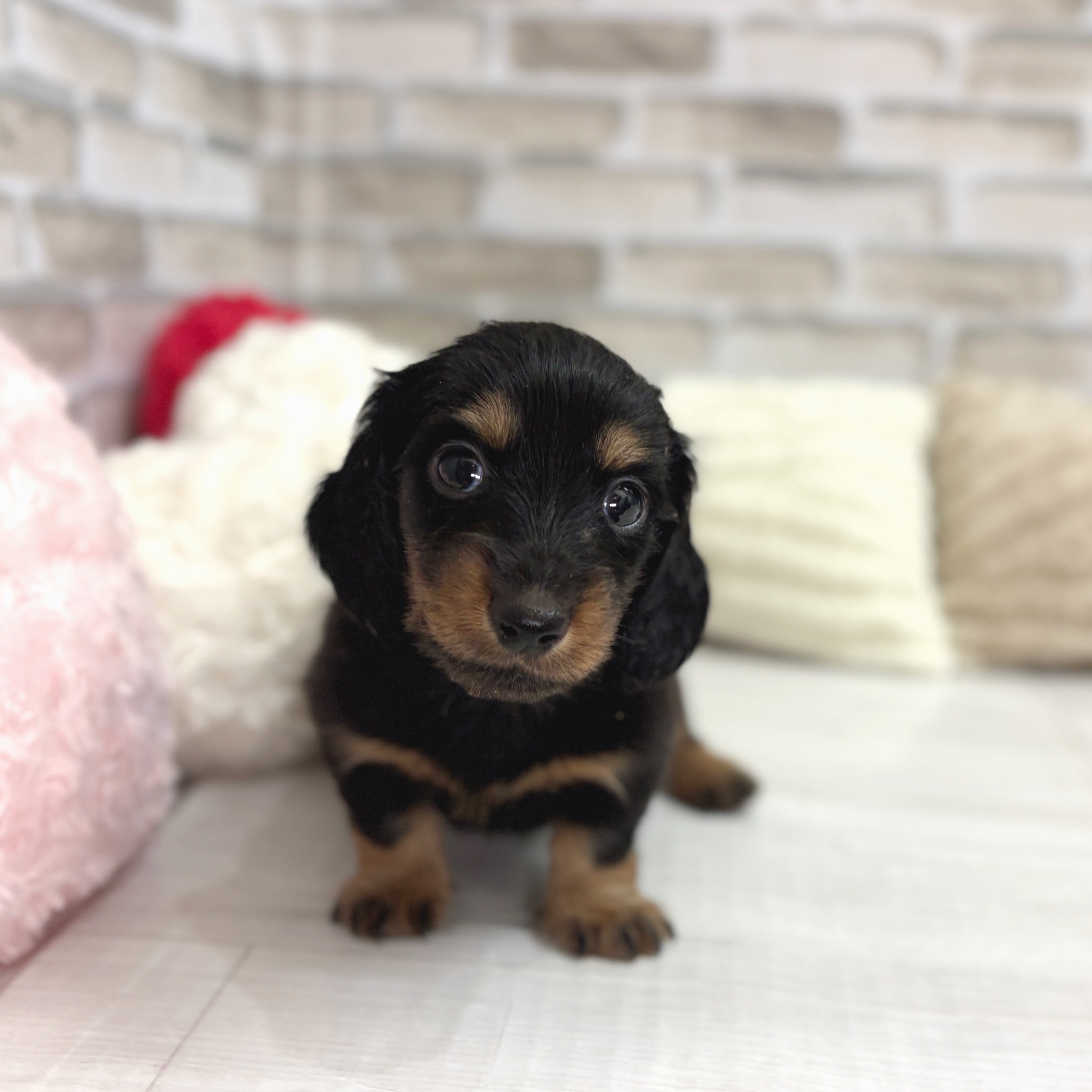 神奈川県のミニチュアダックスフンド(ロング) (犬の家＆猫の里モザイクモール港北店/2025年8月12日生まれ/男の子/ブラックタン)の子犬の1枚目の画像