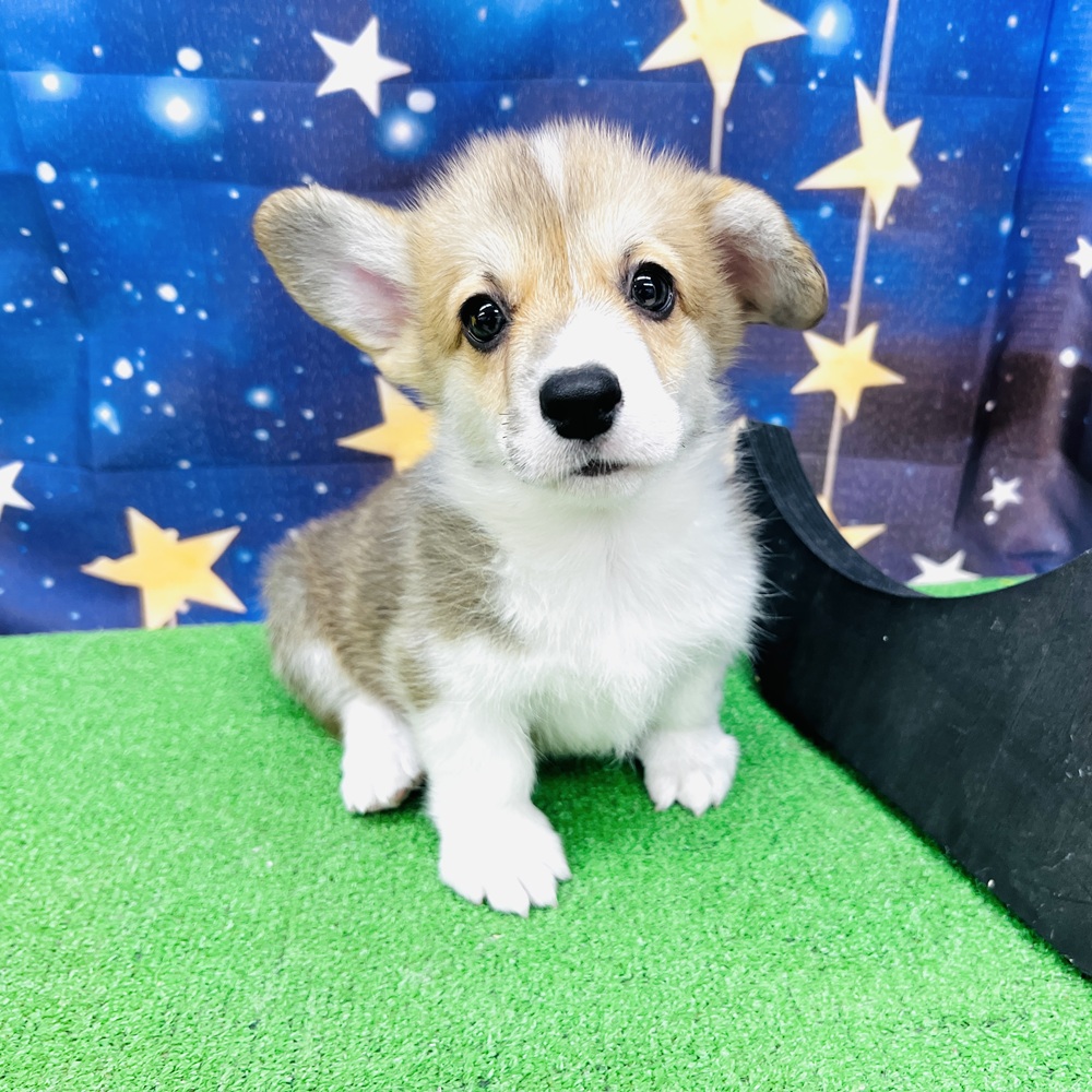 愛知県のウェルシュコーギーペンブローク (犬の家＆猫の里名古屋天白店/2025年8月12日生まれ/男の子/レッドホワイト)の子犬の1枚目の画像