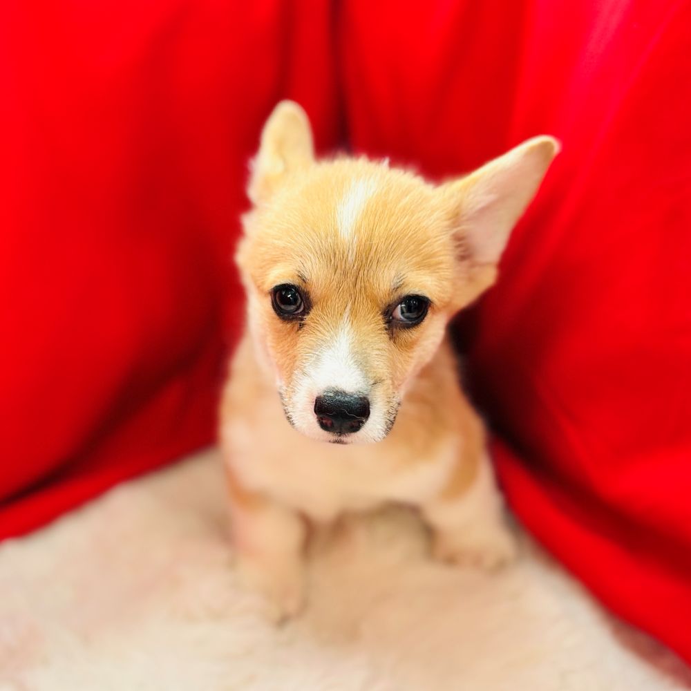 愛知県のウェルシュコーギーペンブローク (犬の家＆猫の里愛知刈谷店/2025年8月12日生まれ/女の子/レッドホワイト)の子犬の1枚目の画像