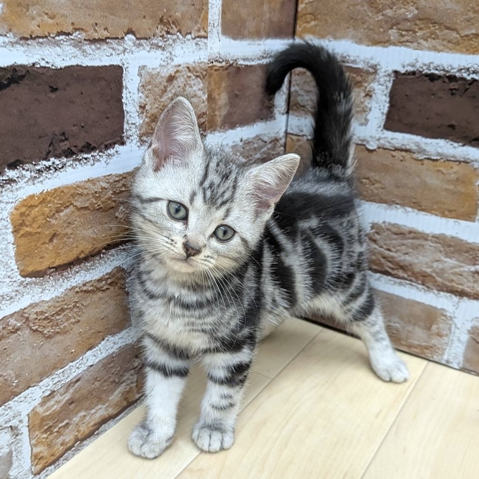 愛知県のアメリカンショートヘアー (犬の家＆猫の里七宝店/2025年8月9日生まれ/男の子/シルバータビー)の子猫