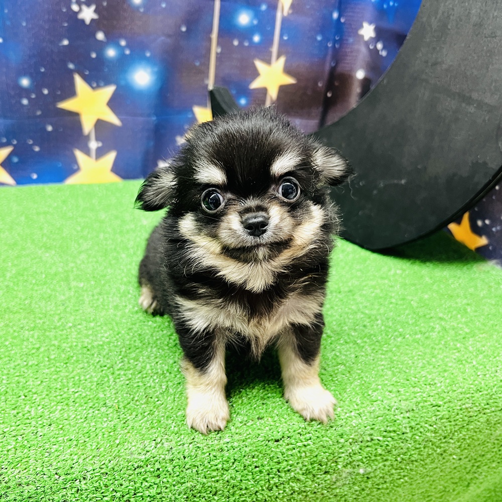 愛知県のチワワ(ロング) (犬の家&猫の里名古屋天白店/2025年8月12日生まれ/男の子/ブラックタン)の子犬