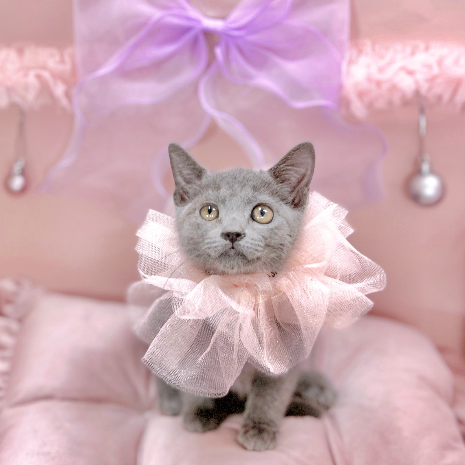 福井県のロシアンブルー (犬の家＆猫の里アミーゴ福井大和田店/2025年8月13日生まれ/女の子/ブルー)の子猫の1枚目の画像