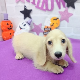 静岡県のミニチュアダックスフンド(ロング) (犬の家＆猫の里プレ葉ウォーク浜北店/2025年8月11日生まれ/男の子/イエロー)の子犬の1枚目の画像