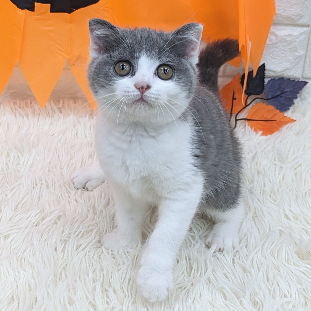 愛知県のスコティッシュフォールド (犬の家＆猫の里MEGAドン・キホーテ東海名和店/2025年8月9日生まれ/女の子/ブルータビーホワイト)の子猫の1枚目の画像