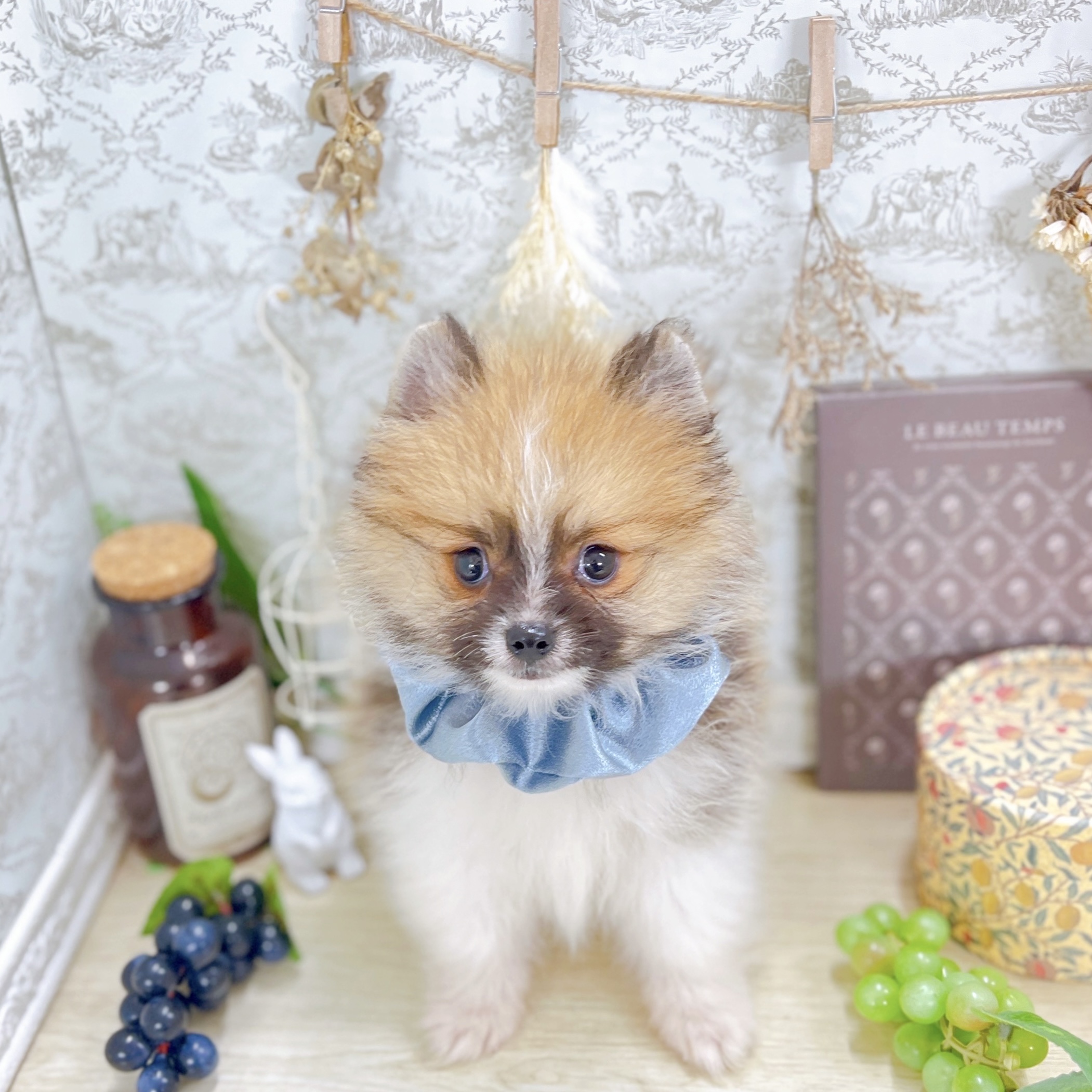 福井県のポメラニアン (犬の家＆猫の里アミーゴ福井大和田店/2025年8月11日生まれ/男の子/パーティーカラー)の子犬の1枚目の画像